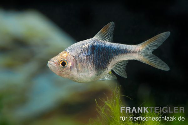 Keilfleckbärbling - Trigonostigma heteromorpha 'schwarz'
